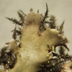 Physconia perisidiosa