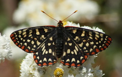 Euphydryas colon