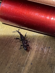 Brentidae