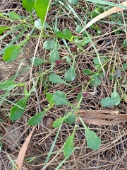 Sphaeromorphaea australis