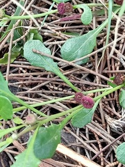 Sphaeromorphaea australis