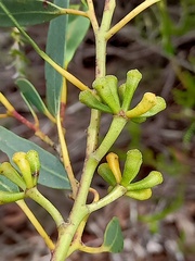 Eucalyptus obstans