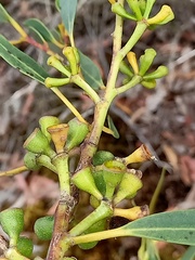 Eucalyptus obstans