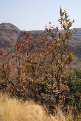 Combretum hereroense