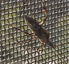 Leptoglossus occidentalis