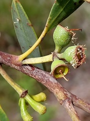 Eucalyptus obstans