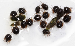 Galumnidae