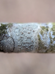 Lecanora hybocarpa
