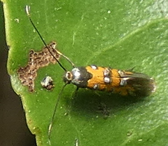 Neoheliodines