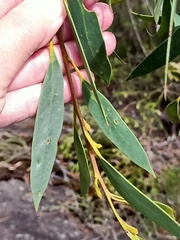 Eucalyptus obstans