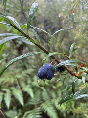 Podocarpus
