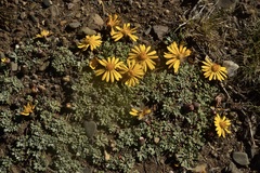 Trichocline dealbata