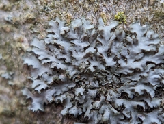 Phaeophyscia pusilloides