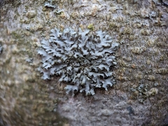 Phaeophyscia pusilloides