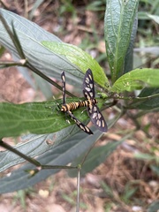 Amata polymita