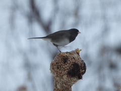 Junco hyemalis cismontanus