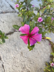 Catharanthus roseus