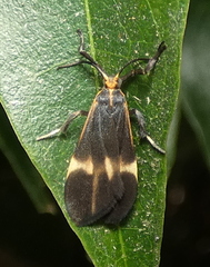 Dycladia