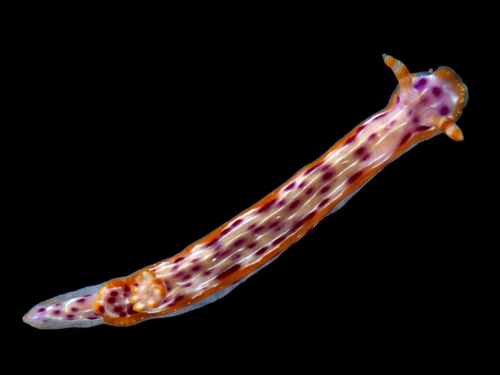 Hypselodoris yarae image