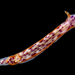 Hypselodoris yarae - Photo (c) Bernard Picton, algunos derechos reservados (CC BY), subido por Bernard Picton