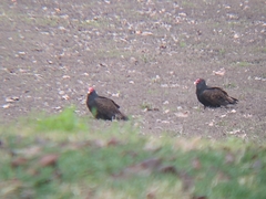Cathartes aura