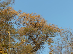 Pterocarpus marsupium