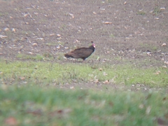 Cathartes aura
