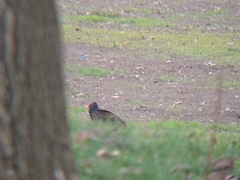 Cathartes aura