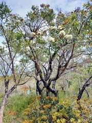 Angophora