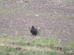 Cathartes aura
