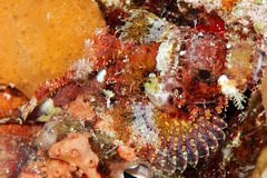 Scorpaenopsis oxycephalus