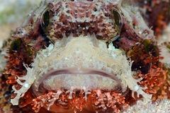 Scorpaenopsis oxycephalus