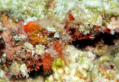 Scorpaenopsis oxycephalus