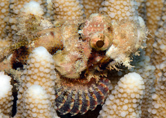 Scorpaenopsis oxycephalus