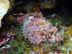 Scorpaenopsis oxycephalus