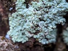 Physcia americana