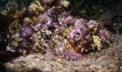 Scorpaenopsis oxycephalus