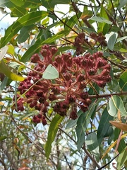Angophora