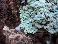 Physcia americana