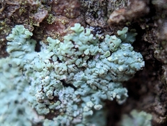 Physcia americana