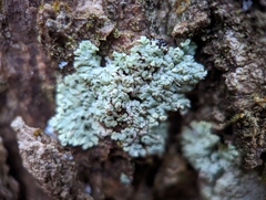 Physcia americana