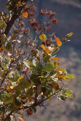 Combretum hereroense