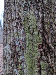 Bacidia schweinitzii