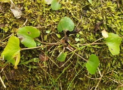 Ranunculus abortivus