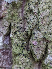 Bacidia schweinitzii