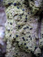 Bacidia schweinitzii