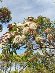Angophora