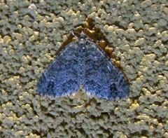 Hammaptera parinotata