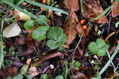 Geum urbanum