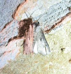 Agrotis malefida